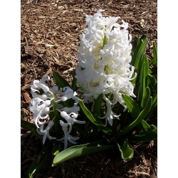 Hyacinthus卡内基 - 风信子卡内基 -  3个洋葱 -  Hyacinthus orientalis