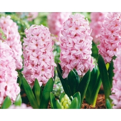 Kerti jácint - Fondant - csomag 3 darab - Hyacinthus orientalis