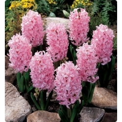 Kerti jácint - Fondant - csomag 3 darab -  Hyacinthus orientalis
