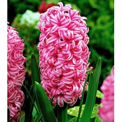 Hyacinthus orientalis - Pink Pearl - pacchetto di 3 pezzi -  Hyacinthus orientalis 