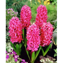 Jacinto - Pink Pearl - pacote de 3 peças -  Hyacinthus orientalis 
