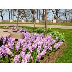 Hyacinthus - Splendid Cornelia - pakend 3 tk