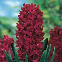 Hyacint-slægten - Woodstock - pakke med 3 stk - Hyacinthus