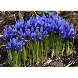 Recéshagymájú nőszirom - csomag 10 darab - Iris reticulata