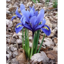 Iris reticulata - 10 củ