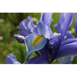 Nőszirom (Iris × hollandica) - Saphire Beauty - csomag 10 darab