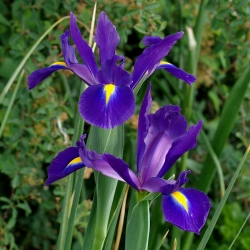 Iris-slægten (Iris × hollandica) - Purple Sensation - pakke med 10 stk