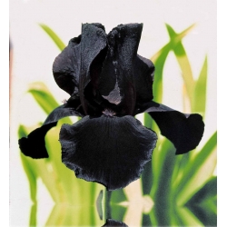 Iris Germanica Black Night - củ / củ / rễ