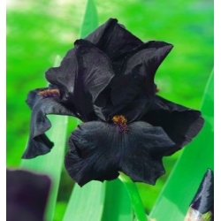 Iris germanica černá noc - květinové cibulky / hlíza / kořen