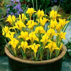 Ирис данфордиае - 10 сијалица - Iris danfordiae