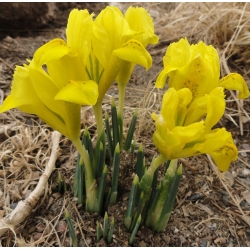 القزحية danfordiae - 10 البصلة - Iris danfordiae