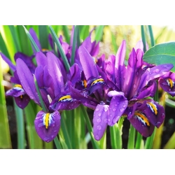 Ірис Ботанічний Джордж - Ірис Ботанічний Джордж - 10 цибулин - Iris reticulata