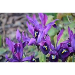איריס הבוטני ג'ורג '- איריס הבוטני ג'ורג' - 10 בצל - Iris reticulata