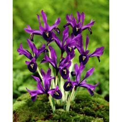 Kevätkurjenmiekka - George - paketti 10 kpl - Iris reticulata