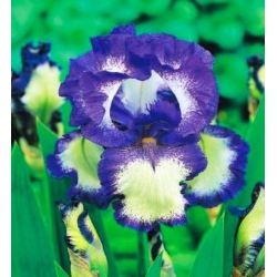 아이리스 germanica 루프 루프 - 알뿌리 / 결절 / 루트 - Iris germanica