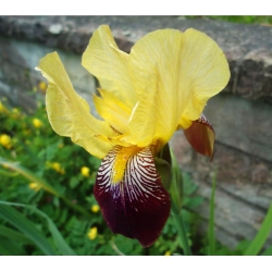 Iris germanica Nibelungen - bebawang / umbi / akar