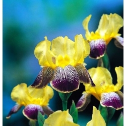 Iris germanica Nibelungen - цибулина / бульба / корінь