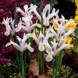 Ирис Reticulata - белый - White - пакет из 10 штук - Iris reticulata