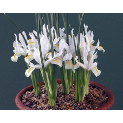 Iris White - 10 bebawang - Iris reticulata