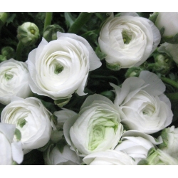 Leinikit - valkoinen - paketti 10 kpl - Ranunculus