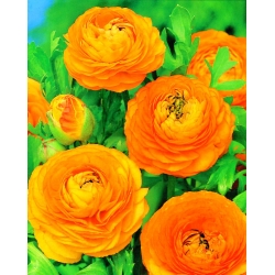 Лютик - оранжевый - пакет из 10 штук - Ranunculus