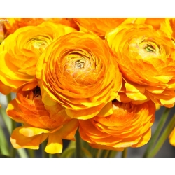 Ranunkelsläktet - apelsin - paket med 10 stycken - Ranunculus