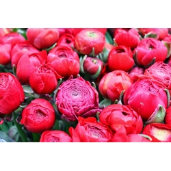 Ranunculus, Buttercup Pink - 10 구근