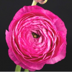 Ranunkelsläktet - rosa - paket med 10 stycken - Ranunculus