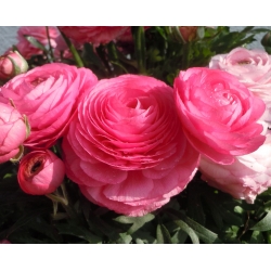 Boterbloem - roze - pakket van 10 stuks - Ranunculus