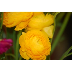 Ranunculus - amarelo - pacote de 10 peças