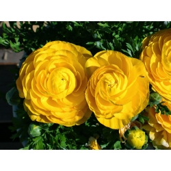 Ranunkel - gul - pakke med 10 stk - Ranunculus