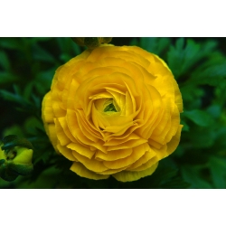 Ranunkelsläktet - gul - paket med 10 stycken - Ranunculus