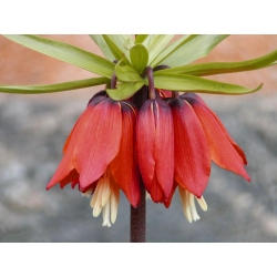 Fritillaria imperialis Rubra Maxima - Crown imperial Rubra Maxima - bulb / umbi / akar -  Fritillaria imperialis