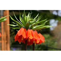Keizerskroon - oranje - Fritillaria imperialis