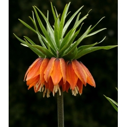 Фритиллариа империалис Аурора - крунска империјална аурора - сијалица / кртола / корен - Fritillaria imperialis