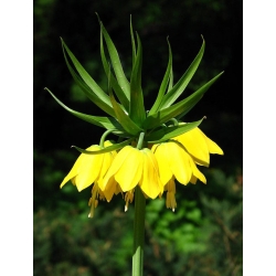 Fritillaria imperialis Lutea - Mahkota kekaisaran Lutea - umbi / umbi / akar