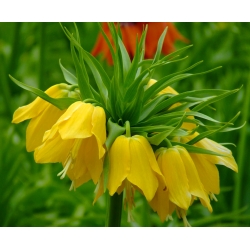 Рябчик императорский - желтый - Fritillaria imperialis