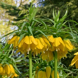 Corona imperial - amarillo - Fritillaria imperialis