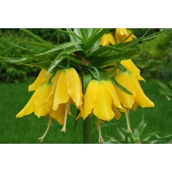 Corona imperial - amarillo - Fritillaria imperialis