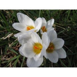 Crocus Ard Schenk - 10 kvetinové cibule