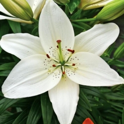 Lilium, Lily Ázijská Biela - cibuľka / hľuza / koreň - Lilium Asiatic White