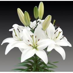 Lilium, Lily Ázijská Biela - žiarovka / hľuza / koreň - Lilium Asiatic White