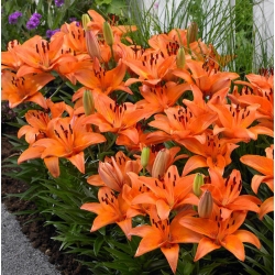 Lilium, Lily Abbersville Pride - květinové cibulky / hlíza / kořen - Lilium Abbersville Pride
