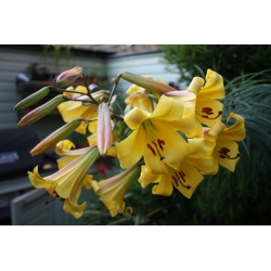 Lilium，Lily Golden Splendor  - 洋葱/块茎/根 - Lilium Golden Splendour