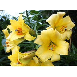 Lilium, Lily Golden Splendor - củ / củ / rễ - Lilium Golden Splendour