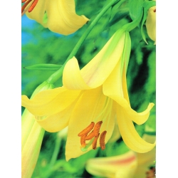 Lilium, Lily Golden Splendor - žiarovka / hľuza / koreň - Lilium Golden Splendour