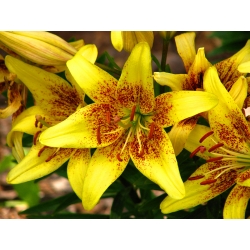 Lilium, Lily Latvia - žiarovka / hľuza / koreň - Lilium Asiatic Latvia
