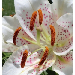 Lilium ، زنبق Muscadet - لمبة / درنة / الجذر - Lilium Muscadet