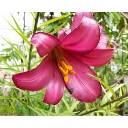 Lilium, Lily Pink Perfection - bulb / tuber / root - Lilium Pink Perfection