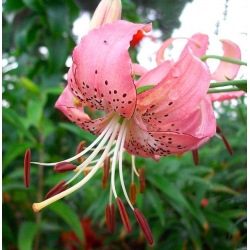 Lilium, Lily Pink Tiger - bulb / tuber / root - Lilium Pink Tiger
